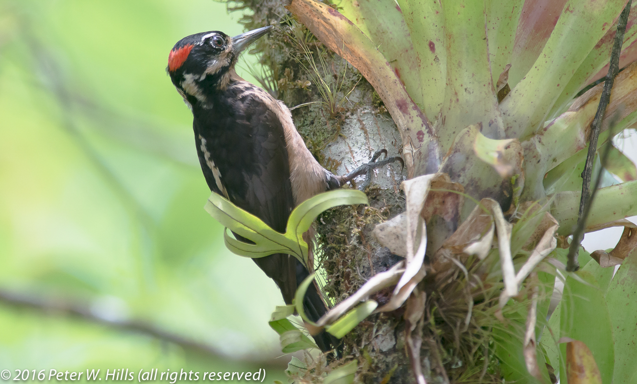 Woodpecker Hairy (Picoides villosus) male – Mexico