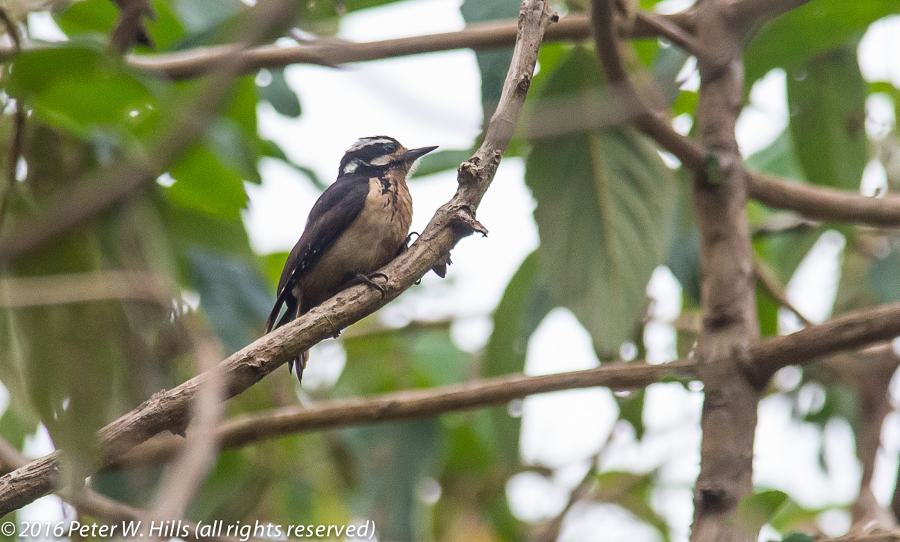 Woodpecker Hairy (Picoides villosus) male – Costa rica