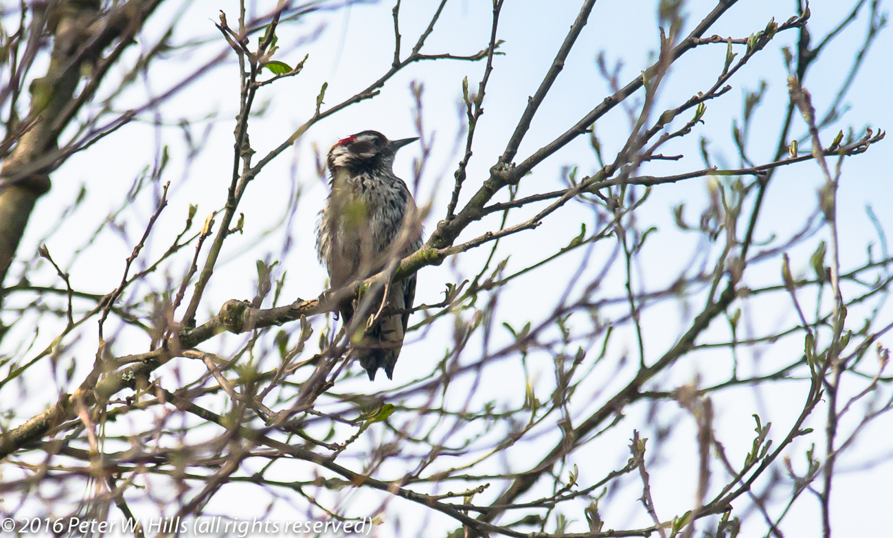 Woodpecker Strickland’s (Picoides stricklandi) male, endemic – Mexico