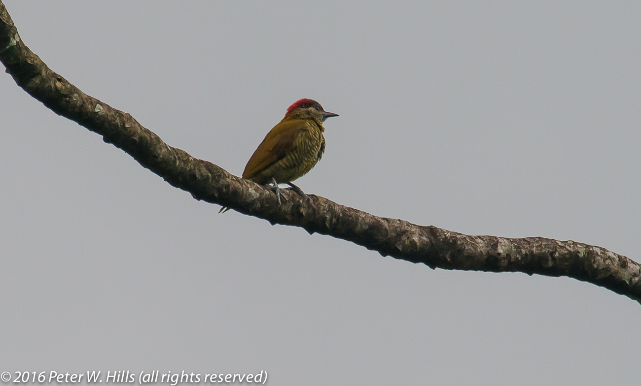 Woodpecker Golden-Olive (Colaptes rubiginosus) female – Costa Rica