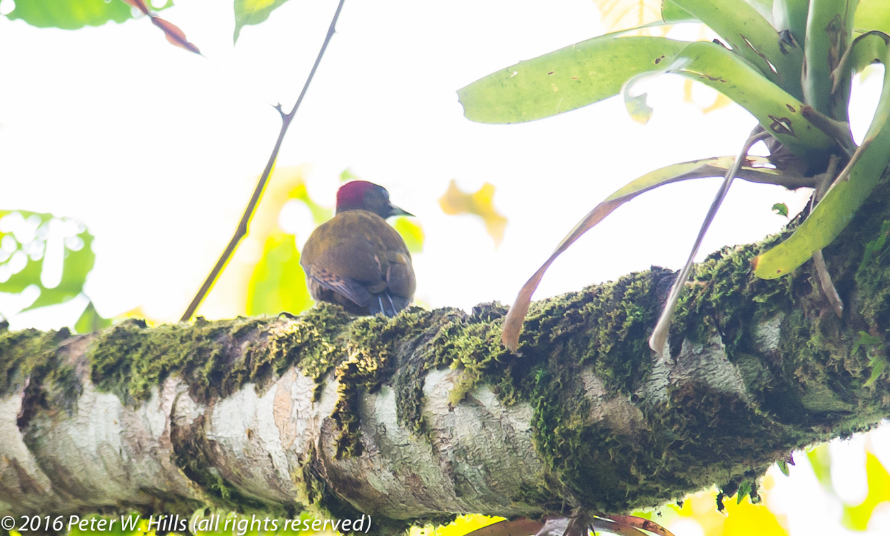 Woodpecker Rufous-Winged (Piculus simplex) female endemic – Costa Rica