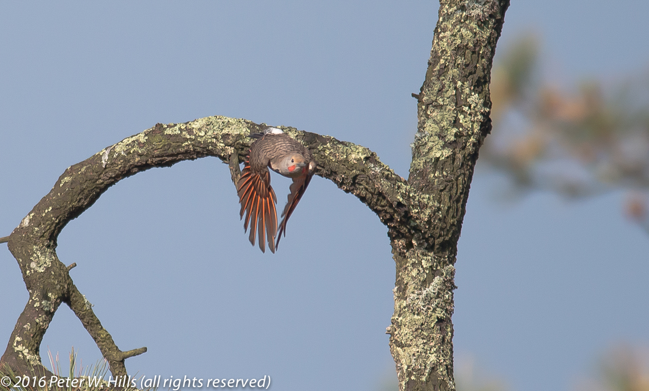 Flicker Northern (colaptes auratus) male in flight – Mexico