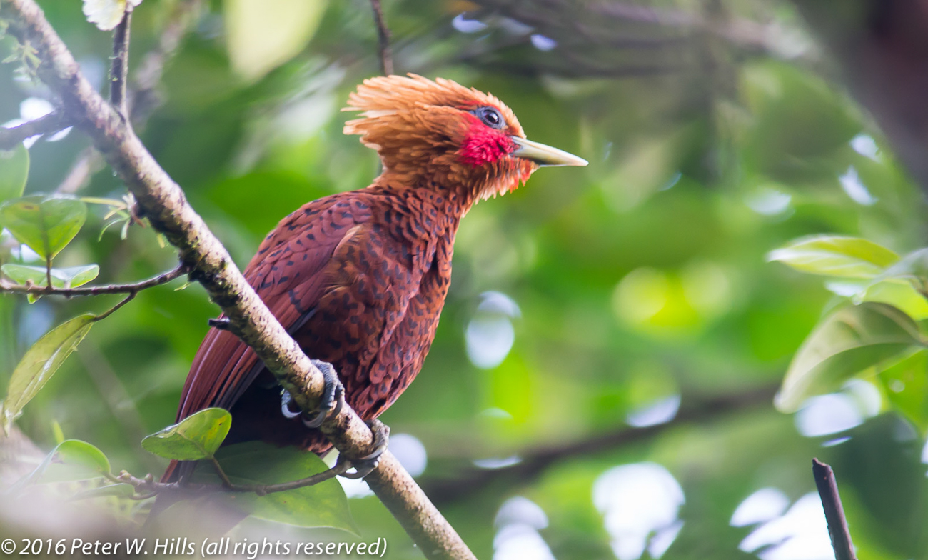 Woodpecker Chestnut-Colored (Celeus castaneus) male – Costa Rica