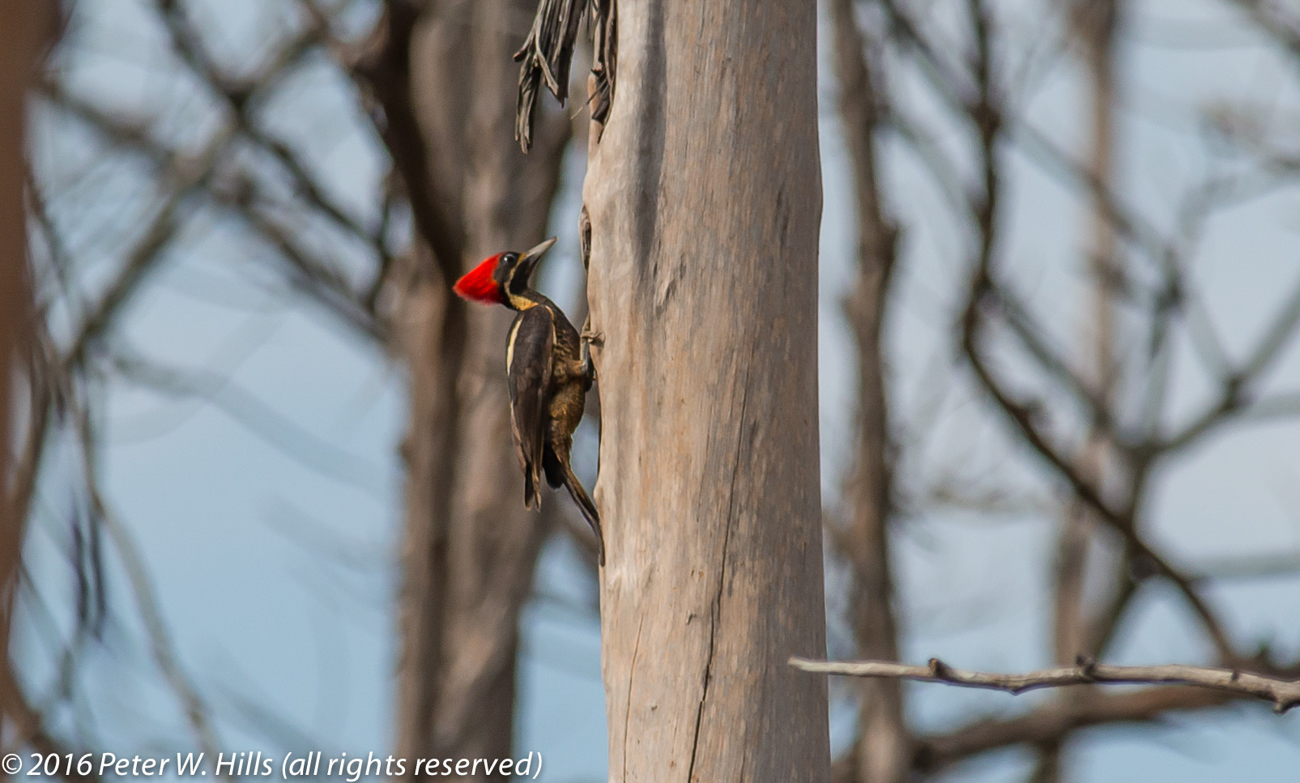 Woodpecker Lineated (Dryocopus lineatus) female – Costa Rica