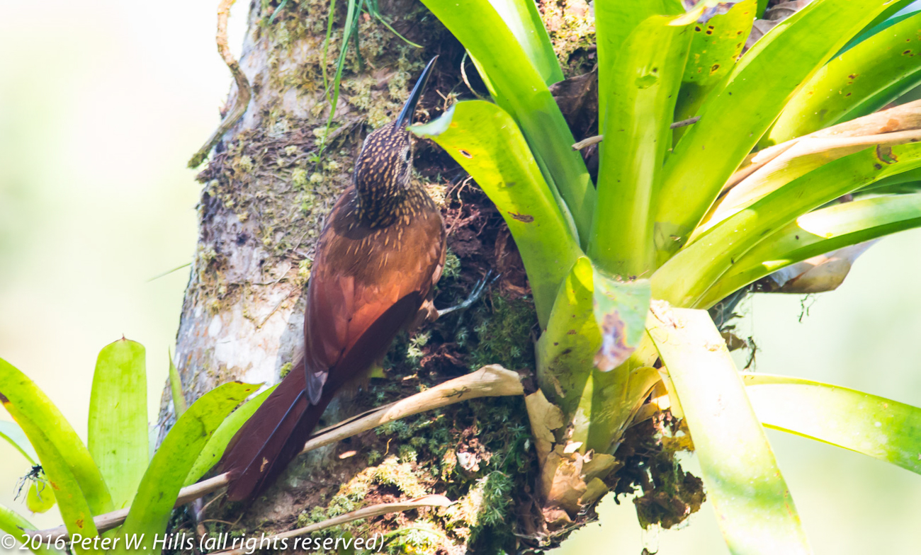 Woodcreeper Cocoa (Xiphorhynchus susurrans) – Costa Rica