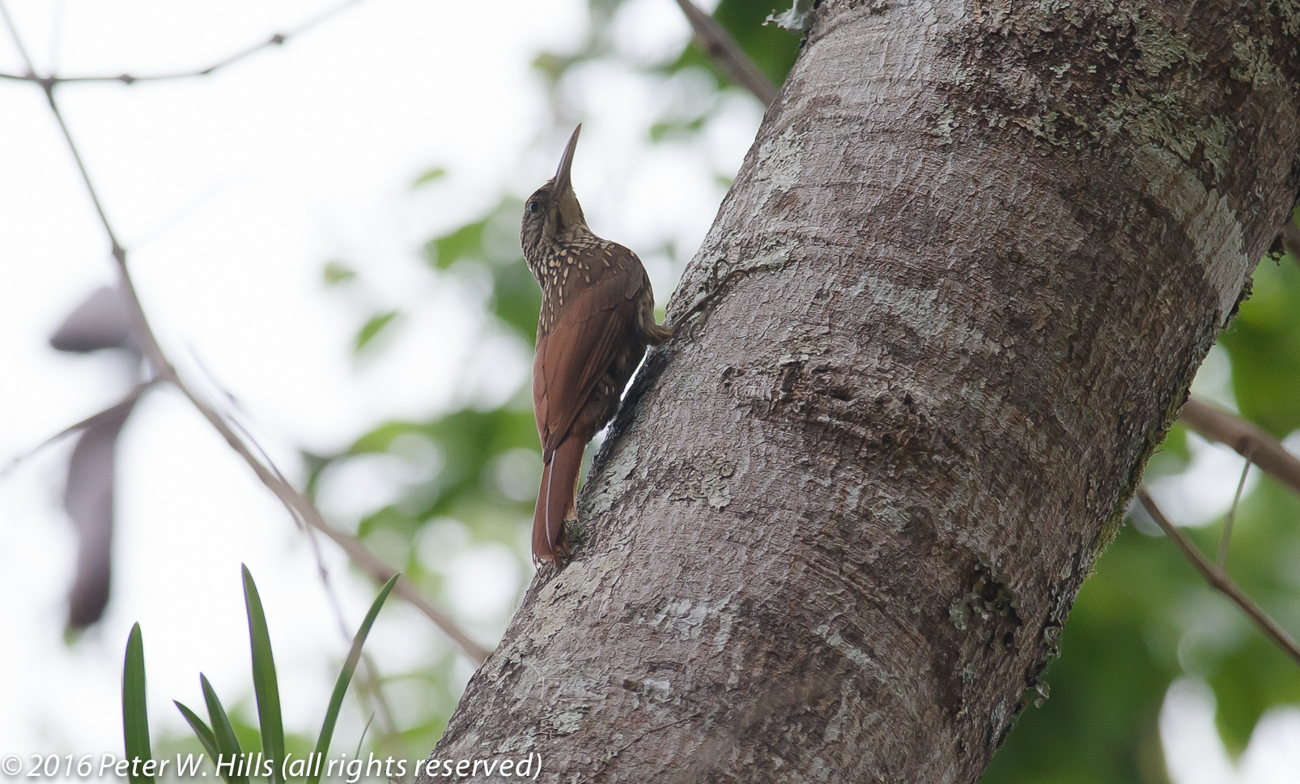 Woodcreeper Ivory-Billed (Xiphorhynchus flavigaster) endemic – Mexico