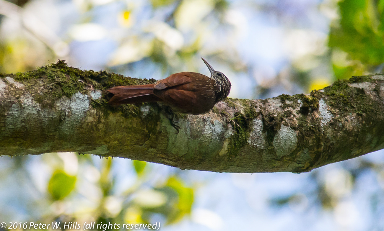 Woodcreeper Streak-Headed (Dendrocolaptes sanctithomae) – Costa Rica