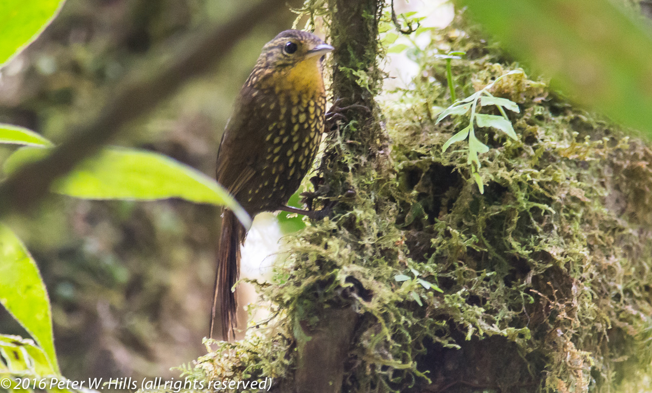 Barbtail Spotted (Premnoplex brunnescens) – Costa Rica
