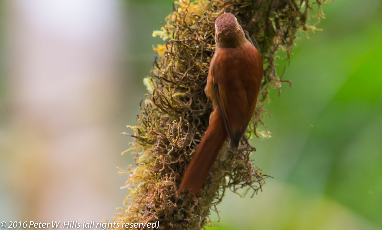 Treerunner Ruddy (Margarornis rubiginosus) – Costa Rica
