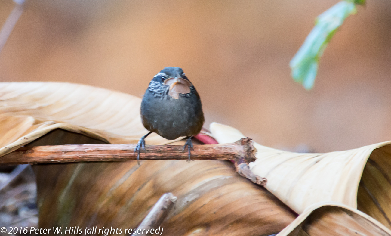 Tapaculo Silvery-Fronted (Scytalopus argentifrons) male, regional endemic – Costa Rica