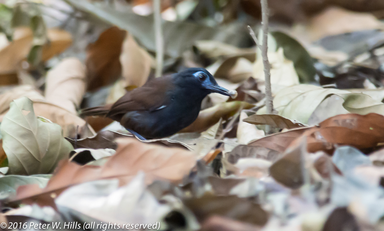 Antbird Chestnut-Backed (Myrmeciza exsul) – Costa Rica