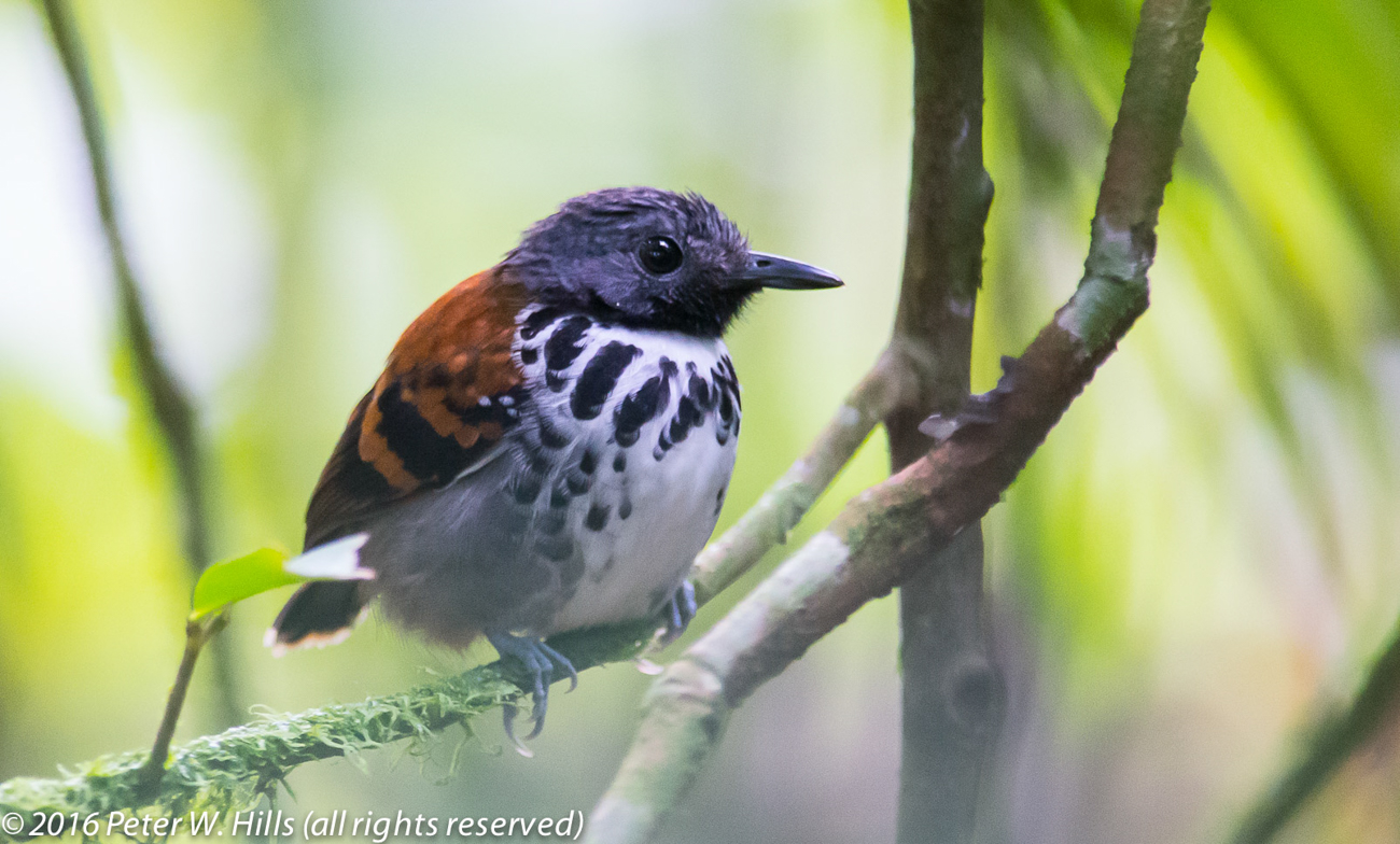 Antbird Spotted (Hylophylax naevioides) – Costa Rica