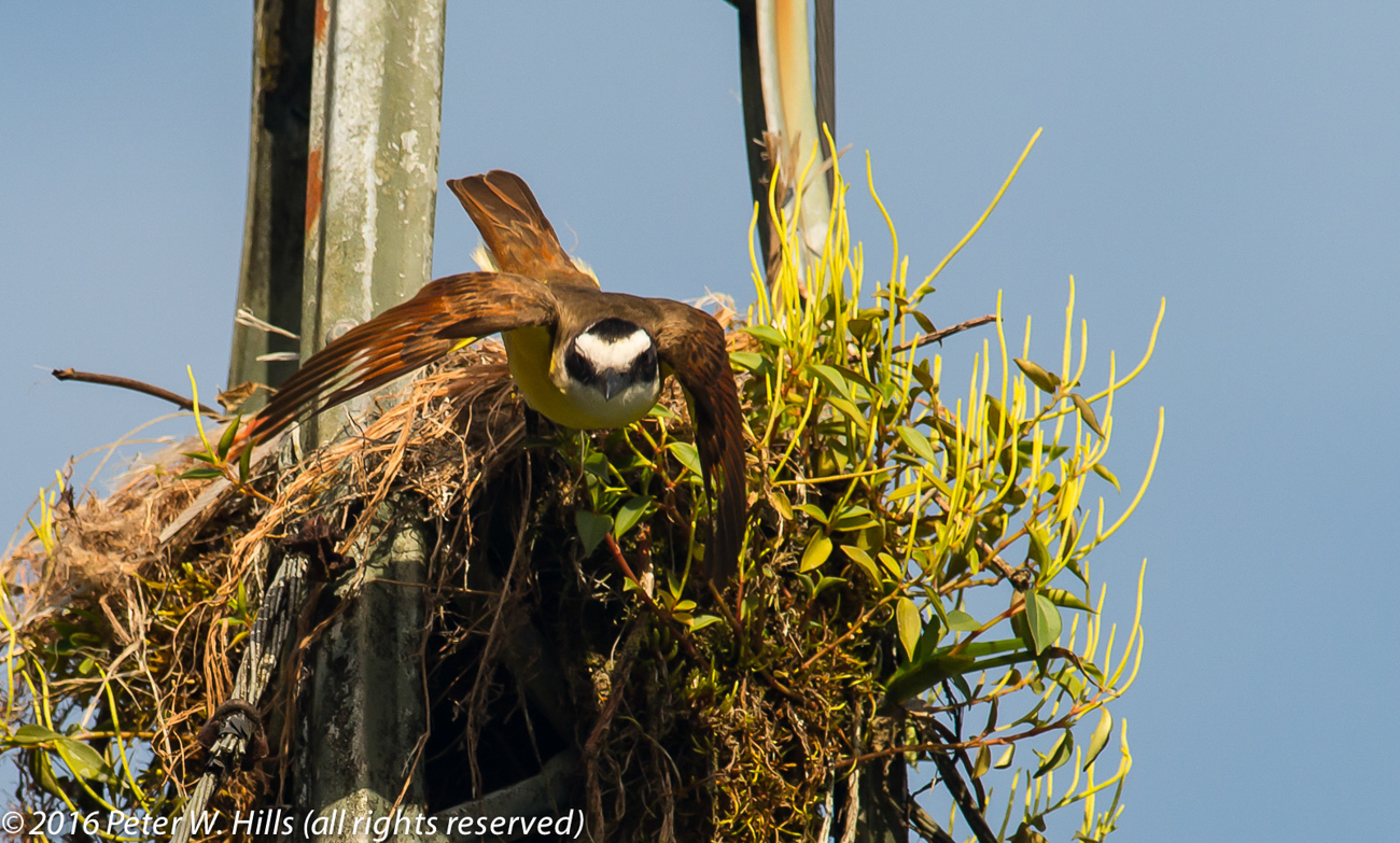Kiskadee Great (Pitangus sulphuratus) flying from nest – Costa Rica