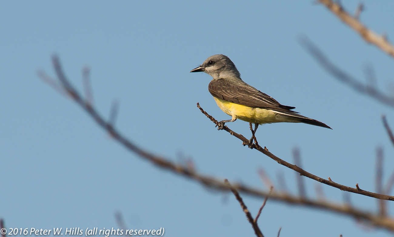 Kingbird Tropical (Tyrannus vociferans) – Mexico