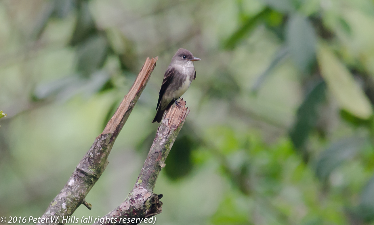 Flycatcher Olive-Sided (Contopus cooperi) – Mexico