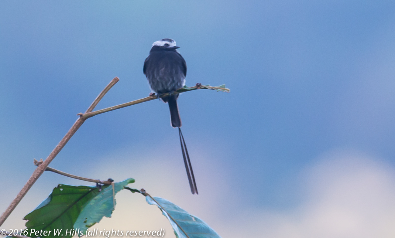 Tyrant Long-Tailed (Colonia colonus) male – Costa Rica