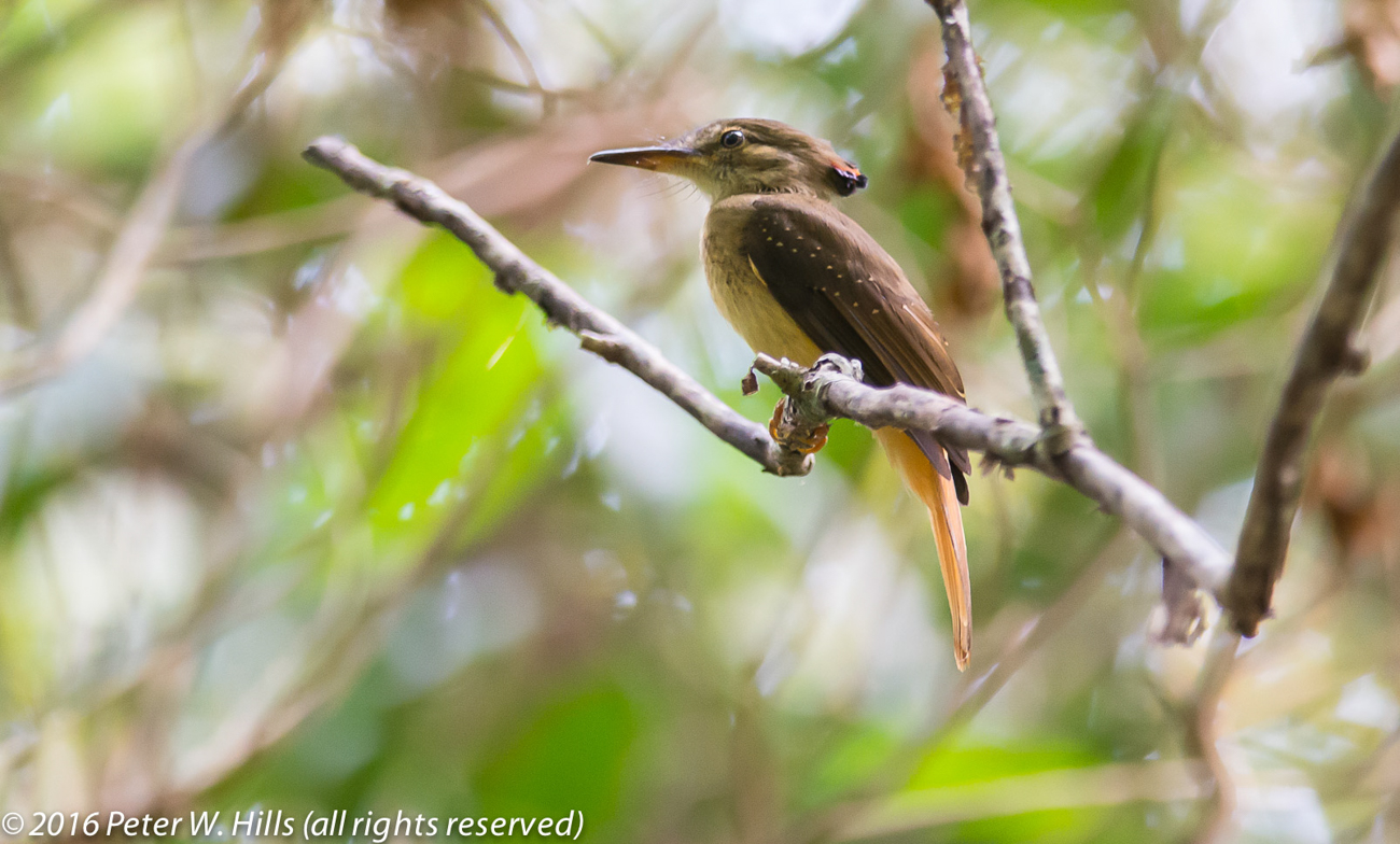 Flycatcher Amazonian Royal (Onychorhynchus coronatus) – Costa Rica