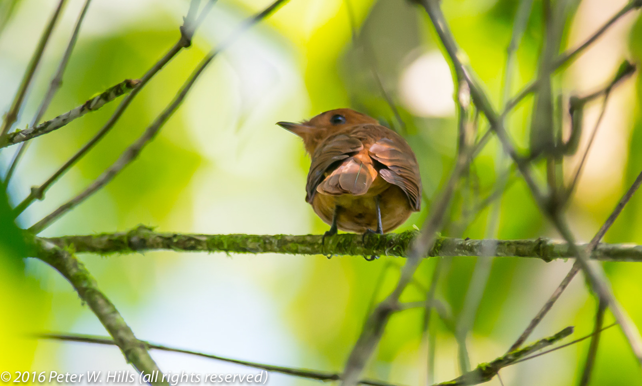 Mourner Rufous (Rhytipterna holerythra) – Costa Rica