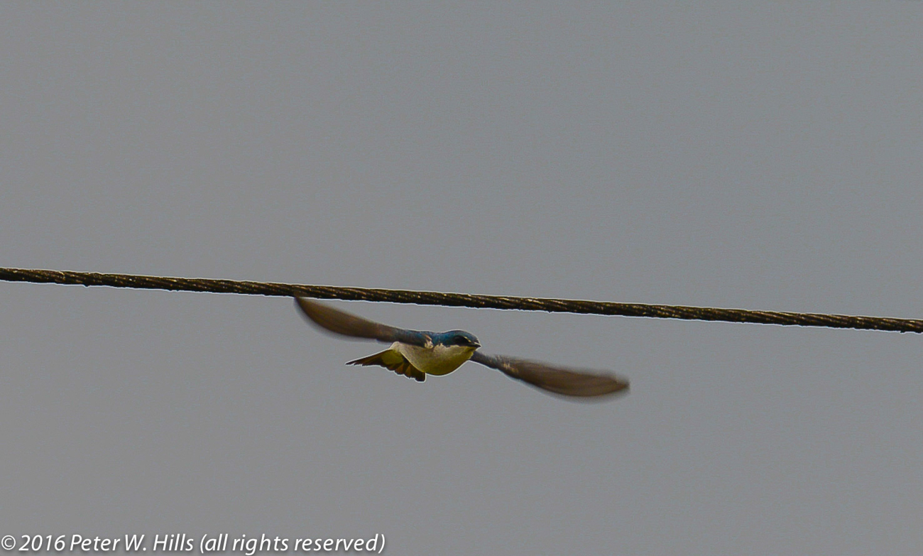 Swallow Mangrove (Tachycineta albilinea) in flight – Costa Rica
