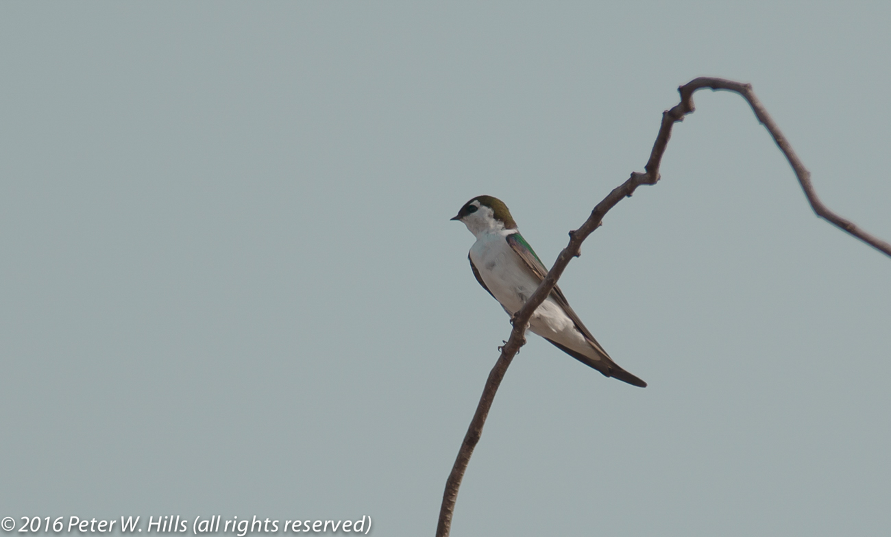 Swallow Violet-Green (Tachycineta thalassina) male – Mexico