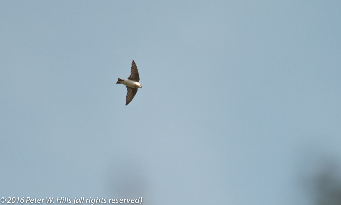Swallow Violet-Green (Tachycineta thalassina) in flight – Mexico