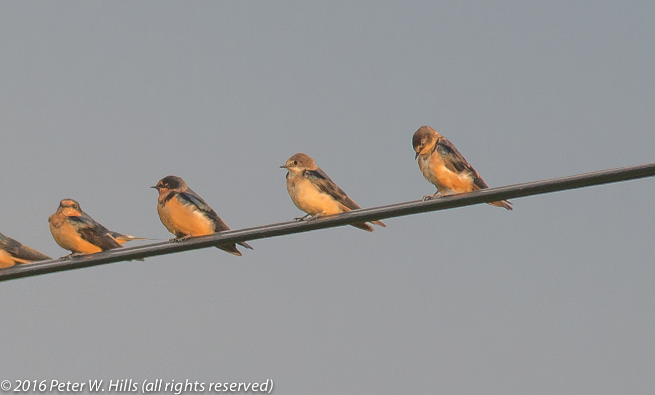 Swallow American Cliff (Petrochelidon pyrrhonota) on right – Mexico
