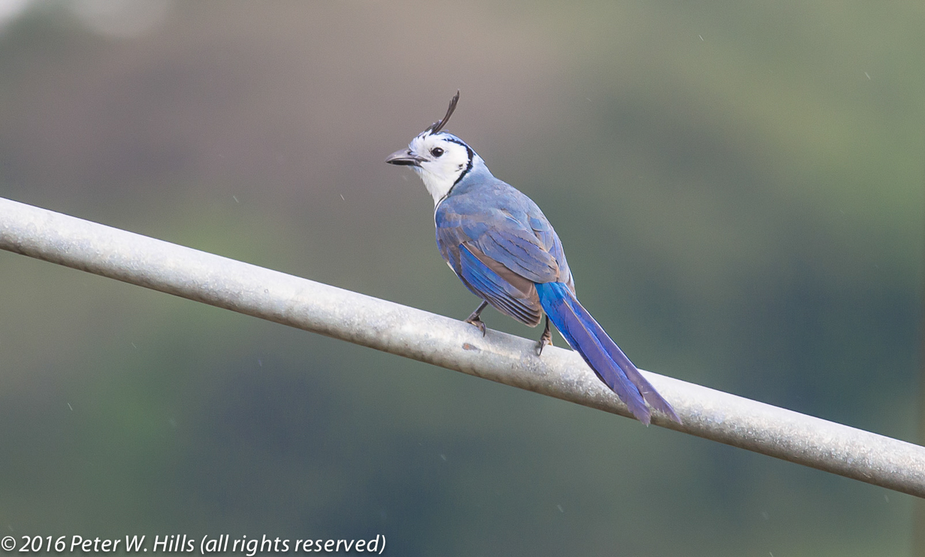 Jay White-Throated Magpie- (Calocitta formosa) regional endemic – Costa Rica