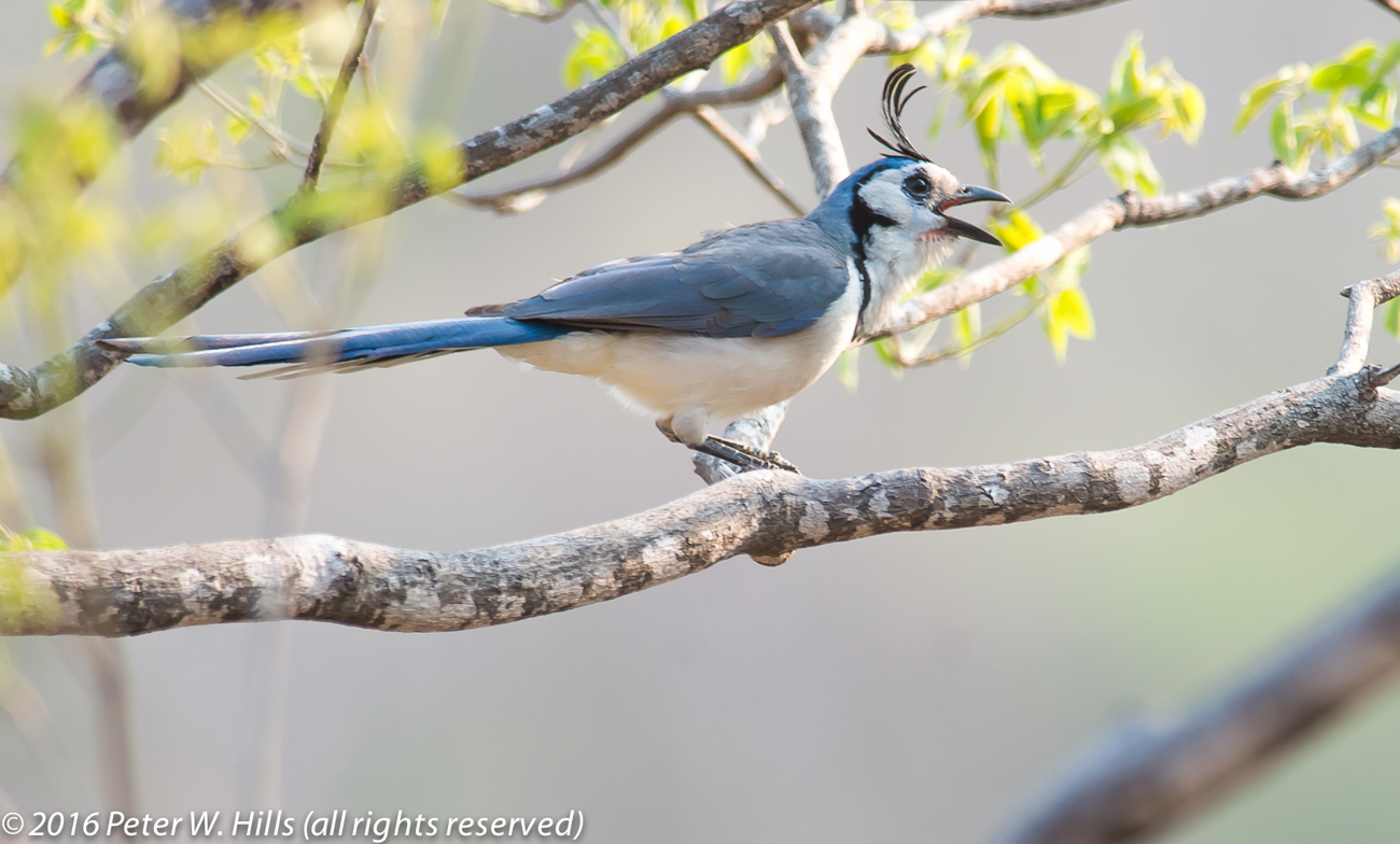 Jay White-Throated Magpie- (Calocitta formosa) near endemic – Mexico