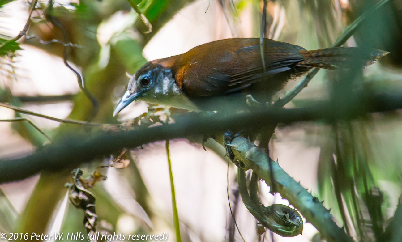 Wren Black-Bellied (Pheugopedius fasciatoventris) – Costa Rica
