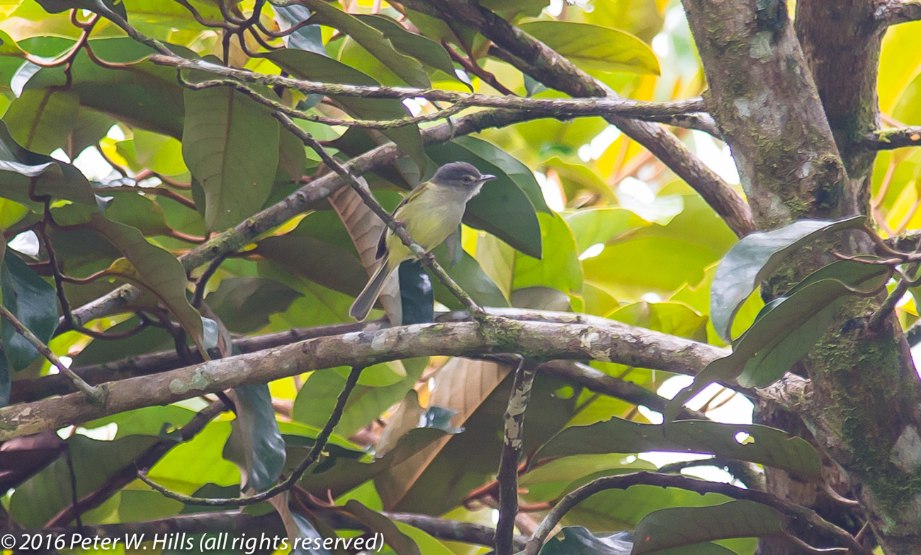 Greenlet Lesser (Hylophilus decurtatus) – Costa Rica