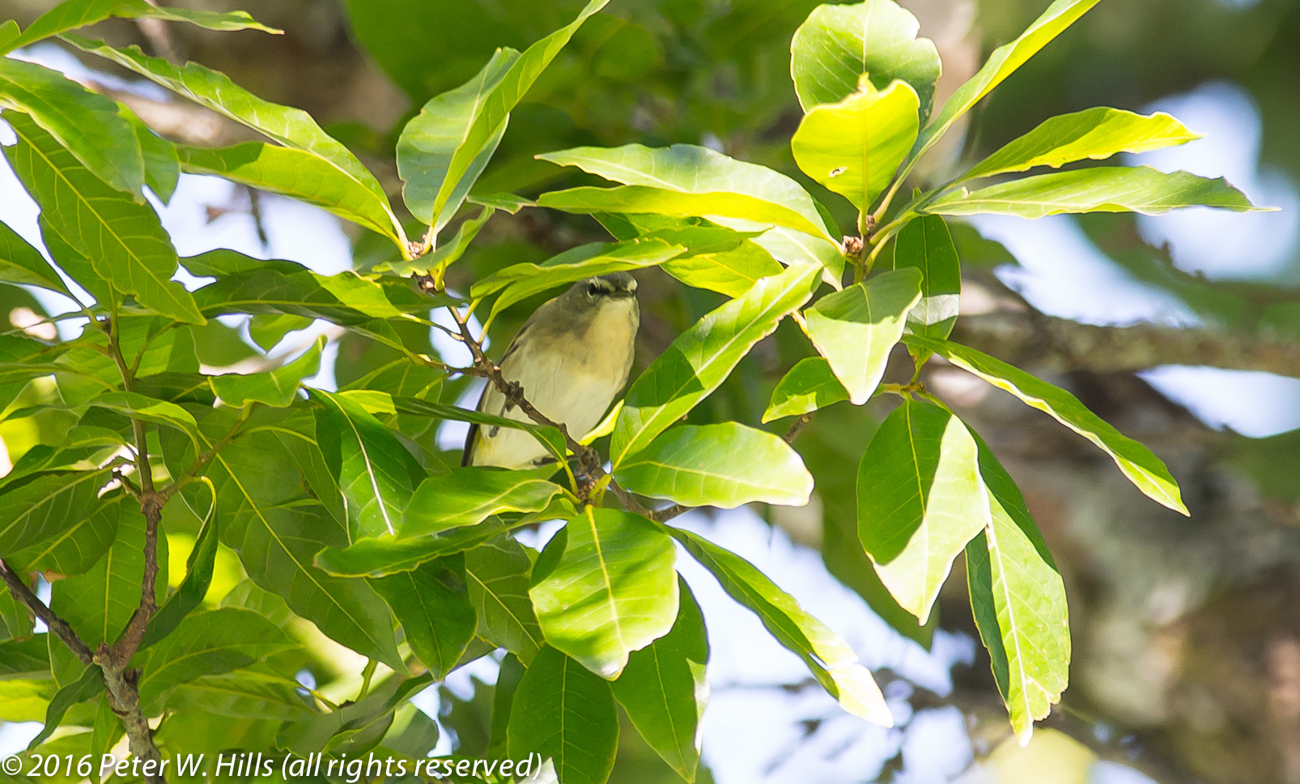 Vireo Brown-Capped (Vireo leucophrys) – Costa Rica