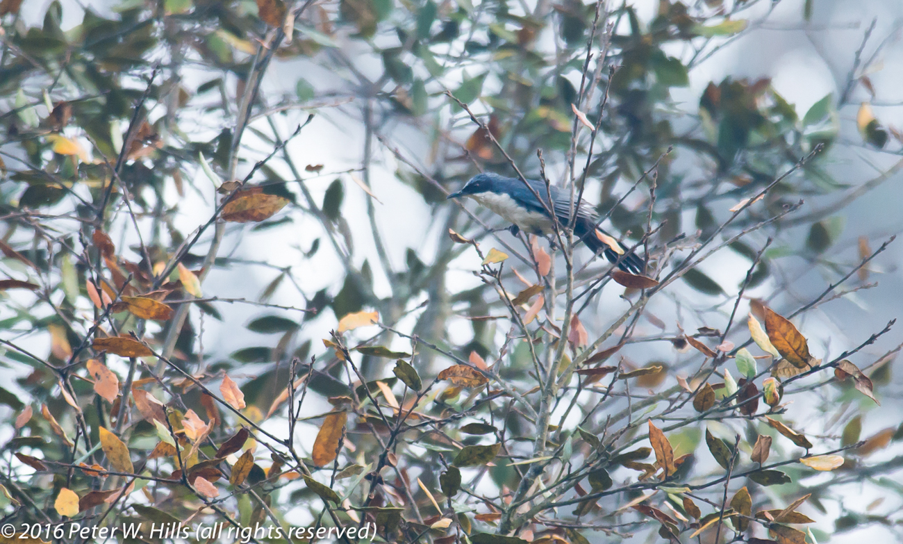 Mockingbird Blue-and-White (Melanotis hypoleucus) – Mexico