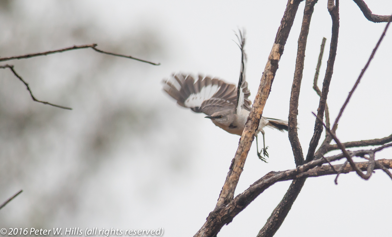 Mockingbird Northern (Mimus polyglottos) in flight – Mexico
