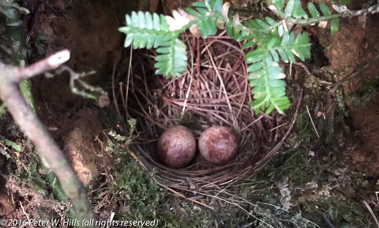 Solitaire Brown-Backed (Myadestes occidentalis) eggs in nest, endemic – Mexico