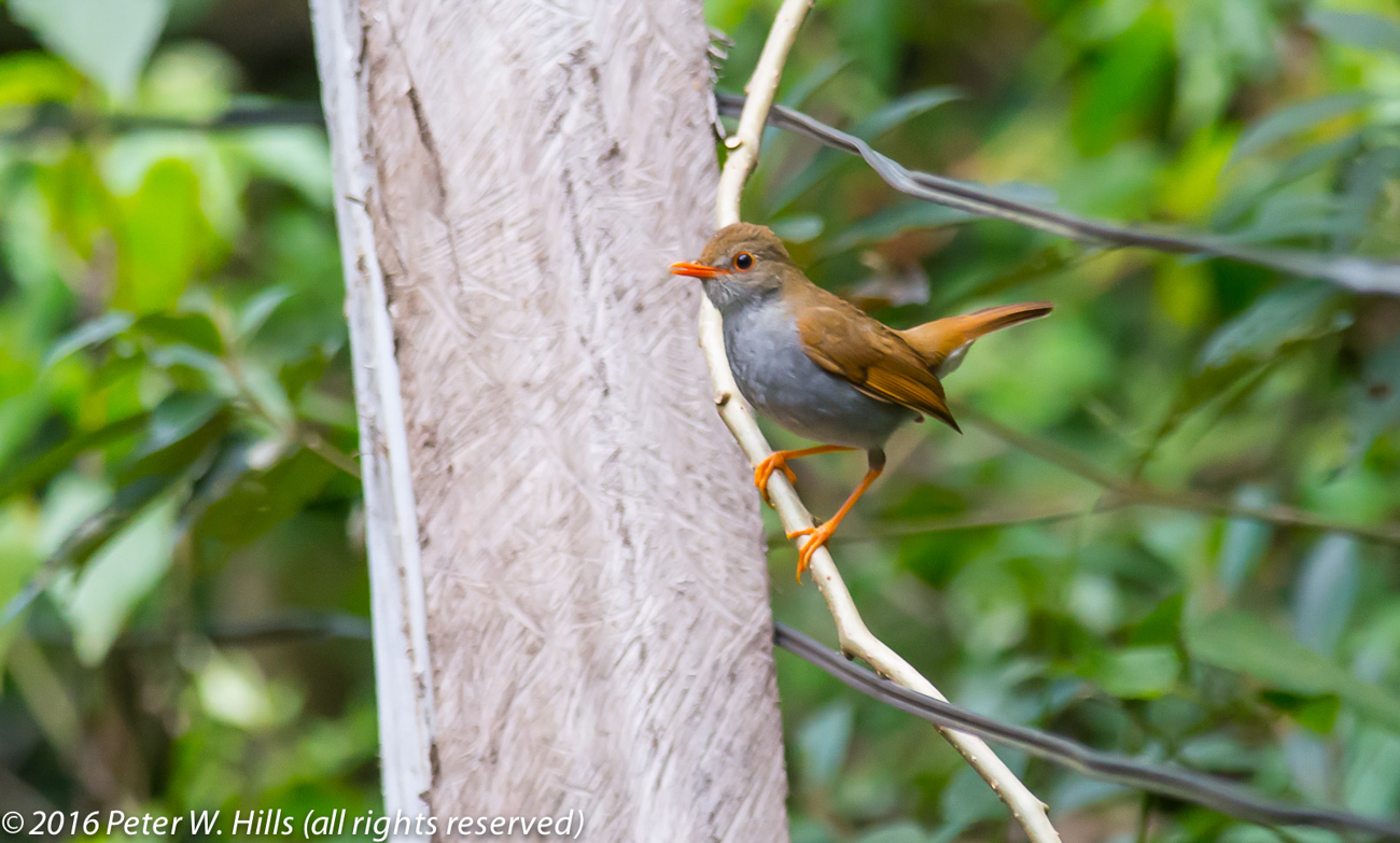 Thrush Orange-Billed Nightingale (Catharus aurantiirostris) – Costa Rica