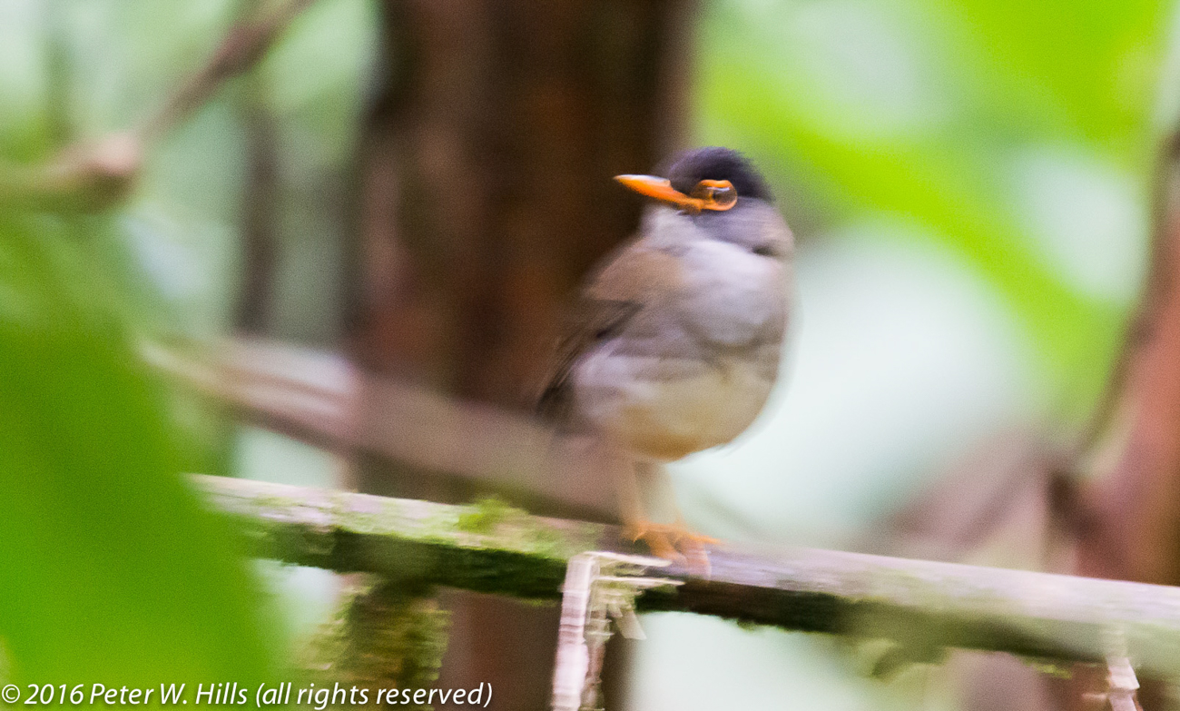 Thrush Black-Headed Nightingale- (Catharus mexicanus) endemic – Costa Rica