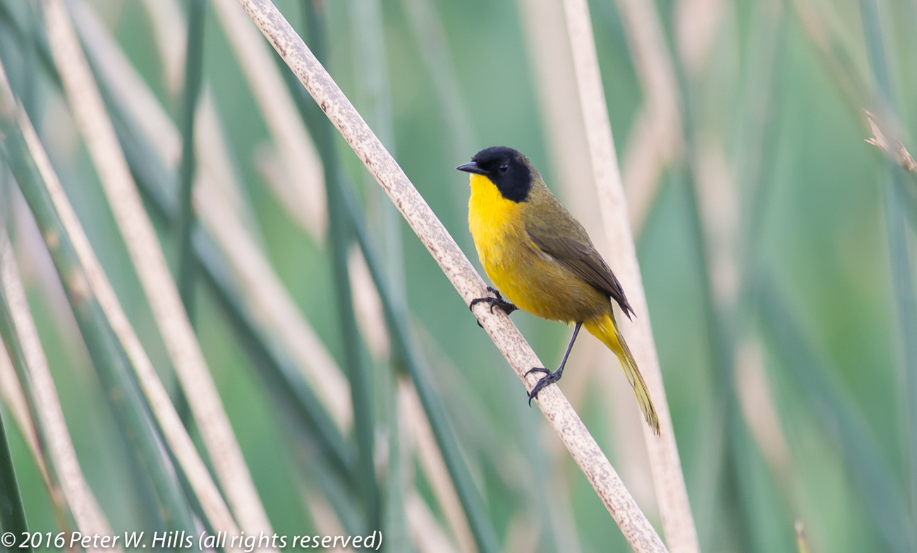 Yellowthroat Black-Polled (Geothlypis speciosa) male endemic – Mexico