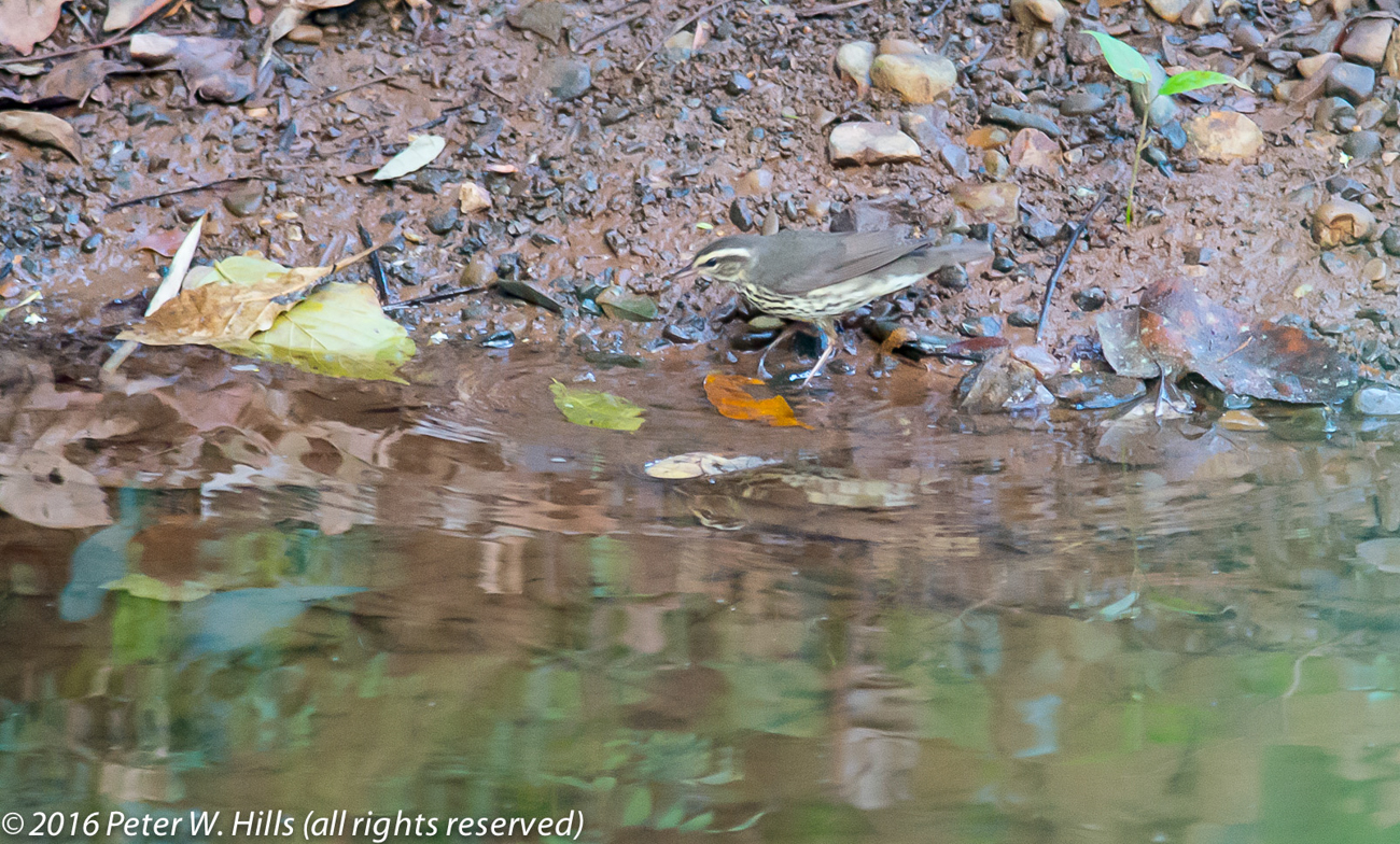 Waterthrush Northern (Parkesia noveboracensis) – Costa Rica