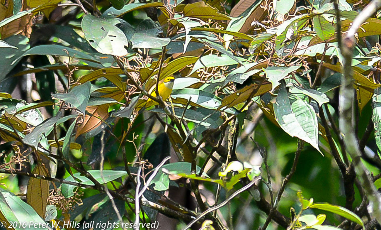 Tanager Silver-Throated (Tangara icterocephala) – Costa Rica