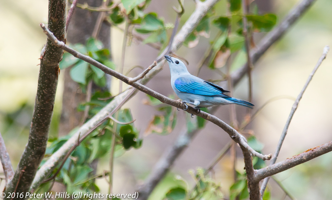 Tanager Blue-Grey (Thraupis episcopus) – Costa Rica
