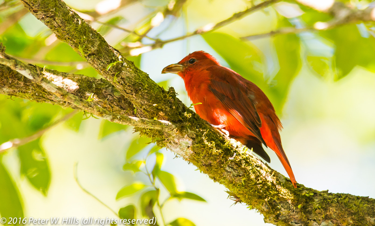 Tanager Summer (Piranga rubra) – Costa Rica