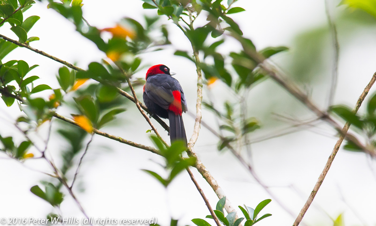 Tanager Crimson-Collared (Ramphocelus sanguinolenta) – Costa Rica