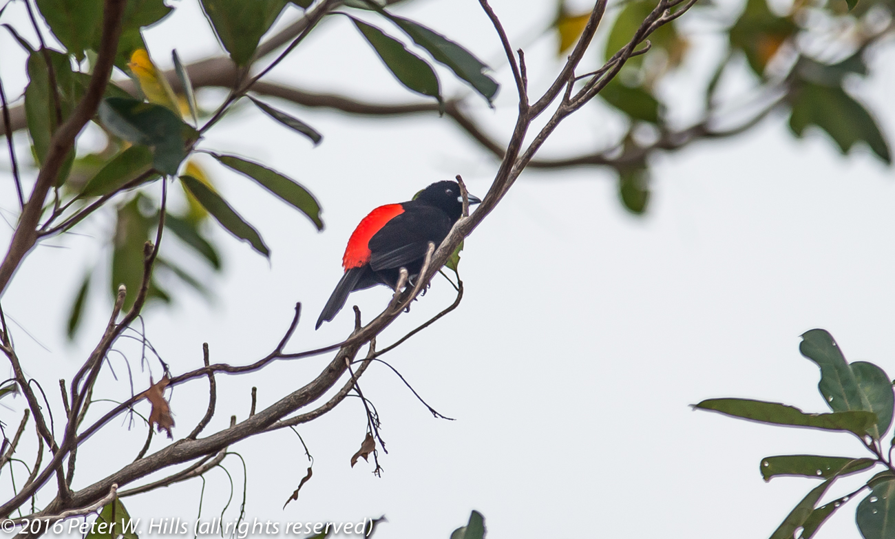 Tanager Cherrie’s (Ramphocelus costaricensis) male, near endemic – Cost Rica