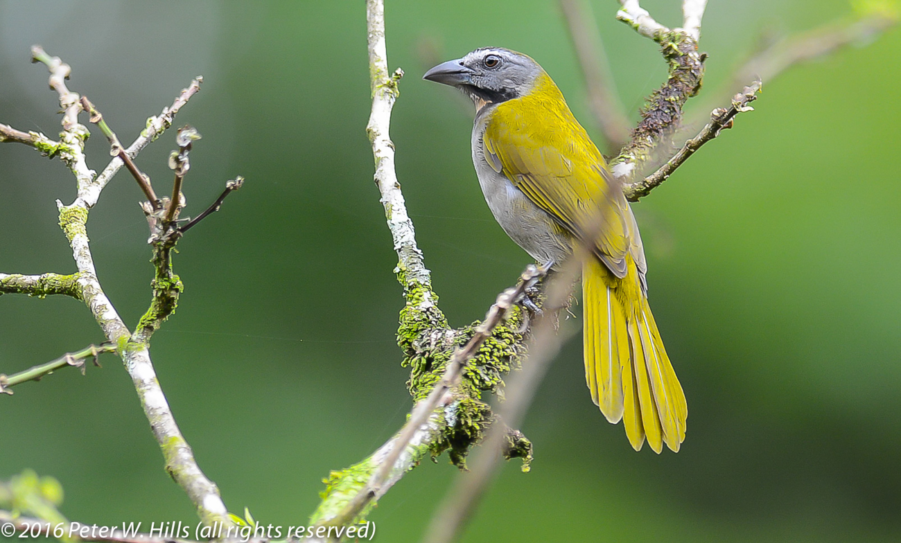 Saltator Buff-Throated (Saltator maximus) – Costa Rica