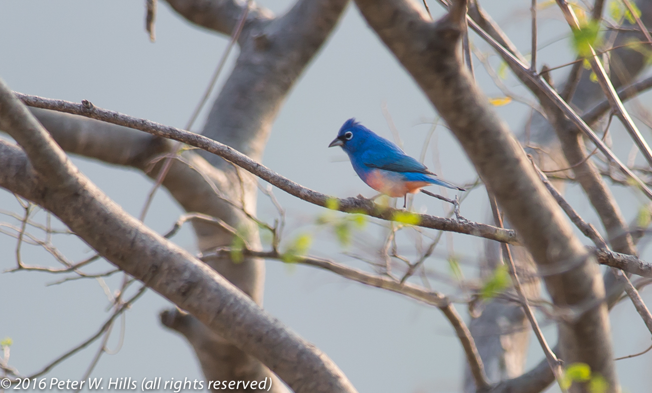 Bunting Rose-Bellied (Passerina rositae) male endemic – Mexico