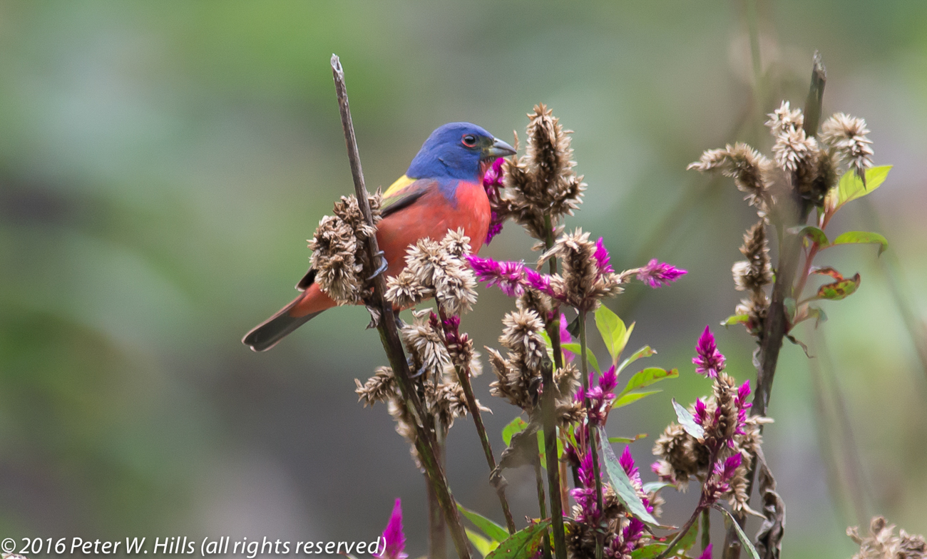 Bunting Painted (Passerina ciris) male, near endemic – Mexico