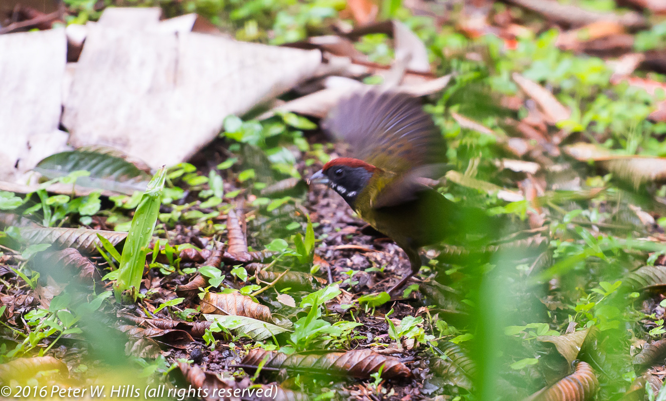 Finch Sooty-Faced (Arremon crassirostris) taking off, near endemic – Costa Rica