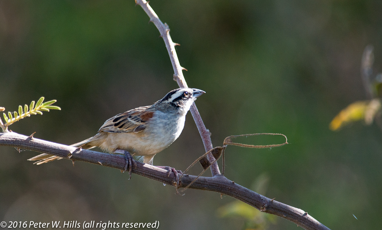 Sparrow Stripe-Headed (Peucaea ruficauda) near endemic – Costa Rica