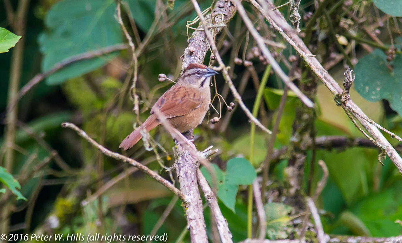 Sparrow Rusty (Aimophila rufescens) endemic – Mexico