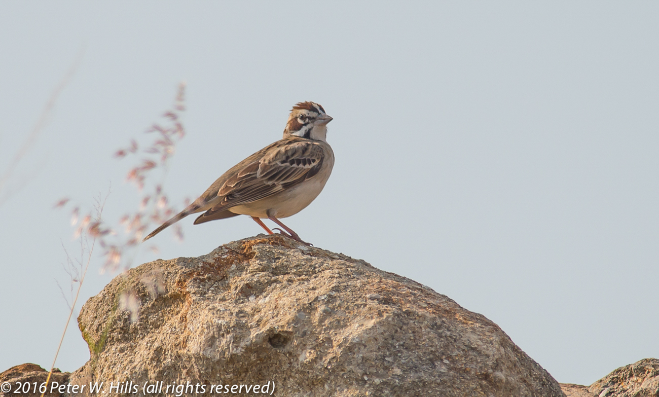 Sparrow Lark (Chondestes grammacus) – Mexico